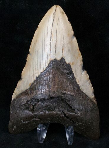 Bargain Lower Megalodon Tooth - North Carolina #13823